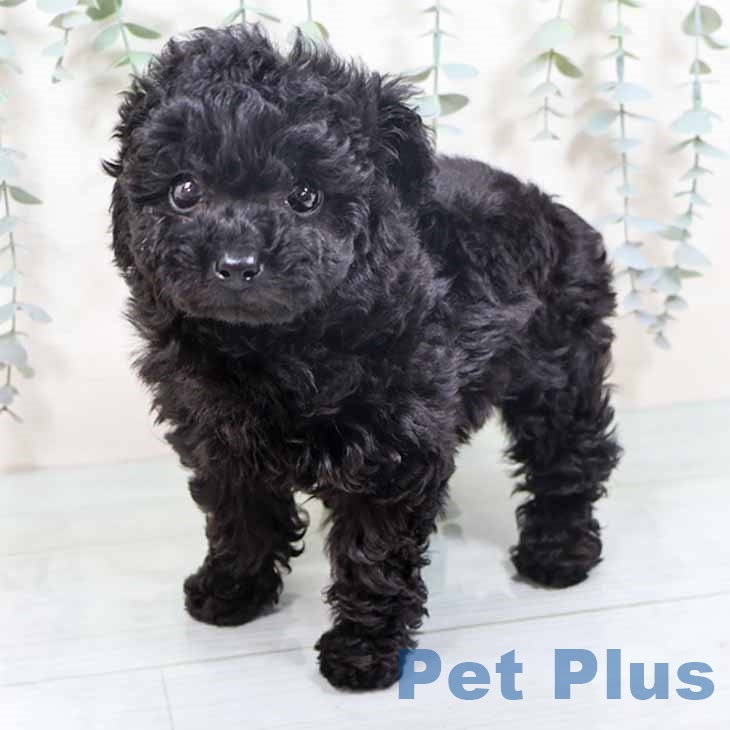 トイ・プードル