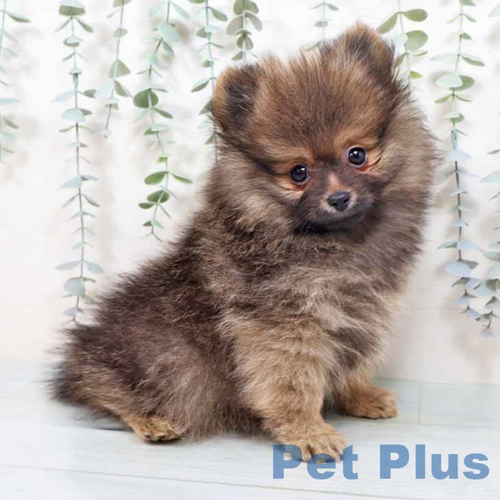 ポメラニアンの写真2