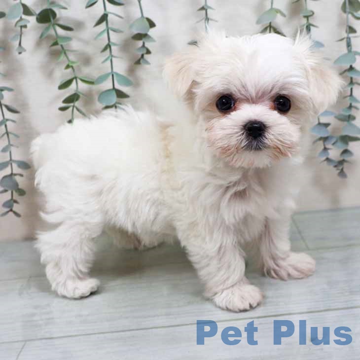 大阪府のマルチーズ (ペットプラス りんくう泉南店/2025年10月9日生まれ/女の子/ホワイト)の子犬の1枚目の画像