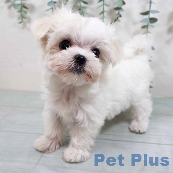 大阪府のマルチーズ (ペットプラス りんくう泉南店/2025年10月9日生まれ/女の子/ホワイト)の子犬の2枚目の画像