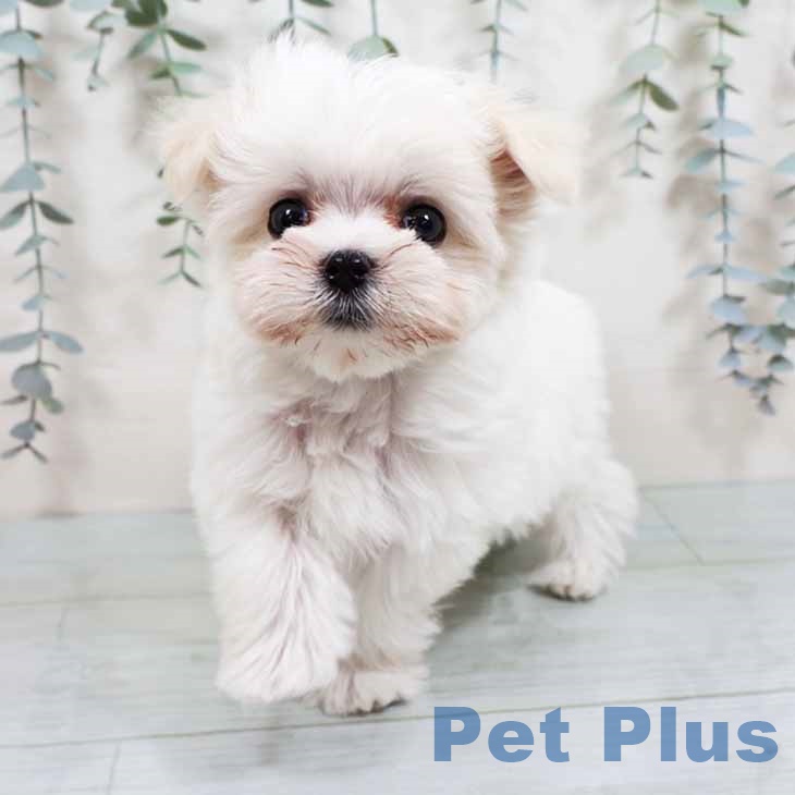 奈良県のマルチーズ (ペットプラス 大和郡山店/2025年10月9日生まれ/男の子/ホワイト)の子犬の1枚目の画像