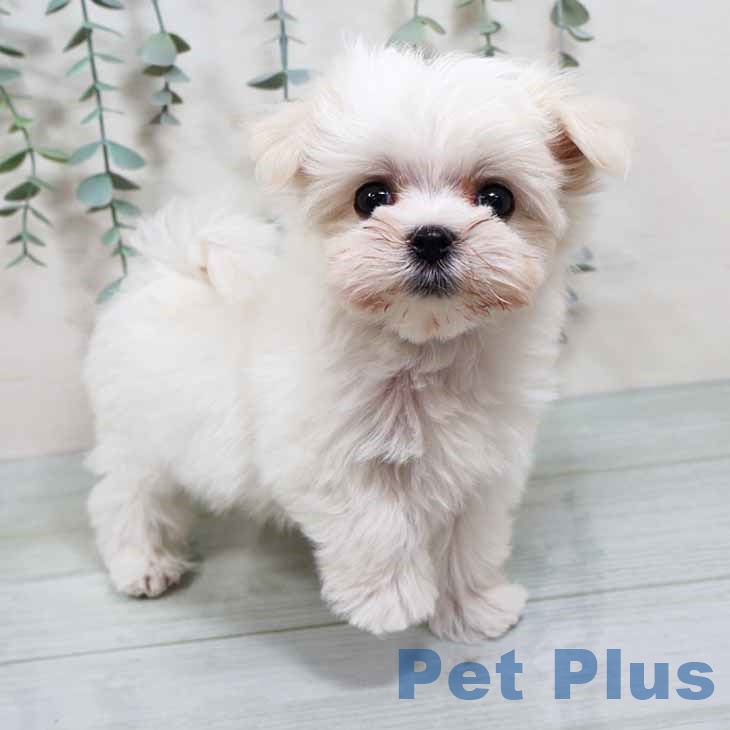 奈良県のマルチーズ (ペットプラス 大和郡山店/2025年10月9日生まれ/男の子/ホワイト)の子犬の2枚目の画像