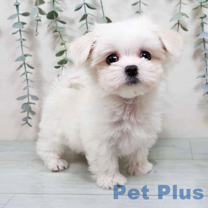 大阪府のマルチーズ (ペットプラス 四條畷店/2025年10月9日生まれ/男の子/ホワイト)の子犬の1枚目の画像