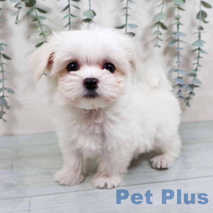 大阪府のマルチーズ (ペットプラス 四條畷店/2025年10月9日生まれ/男の子/ホワイト)の子犬の2枚目の画像