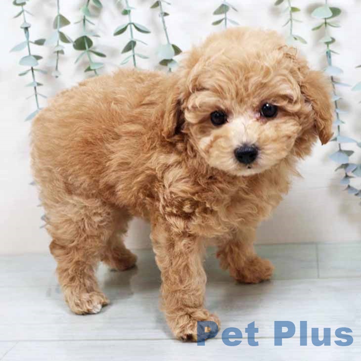 トイ・プードル