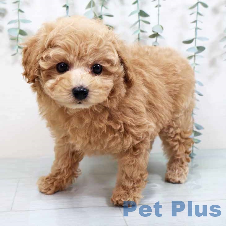 トイ・プードルの写真2