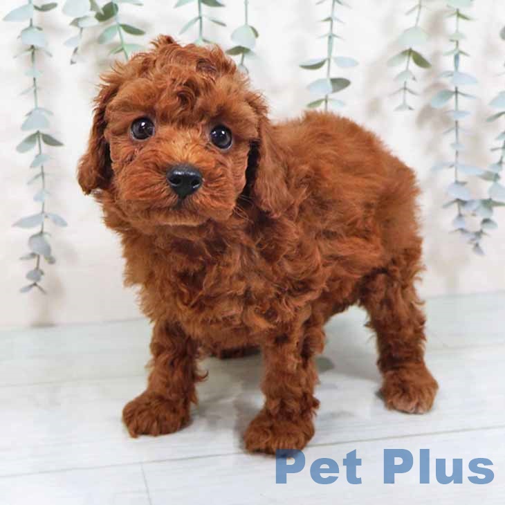 大阪府のトイプードル(トイ) (ペットプラス 堺北花田店/2025年10月8日生まれ/男の子/レッド)の子犬の1枚目の画像