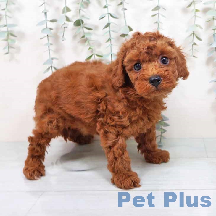 大阪府のトイプードル(トイ) (ペットプラス 堺北花田店/2025年10月8日生まれ/男の子/レッド)の子犬の2枚目の画像