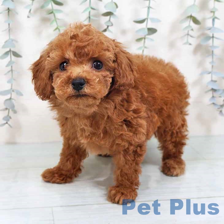 大阪府のトイプードル(トイ) (ペットプラス 松原店/2025年10月8日生まれ/男の子/レッド)の子犬の1枚目の画像