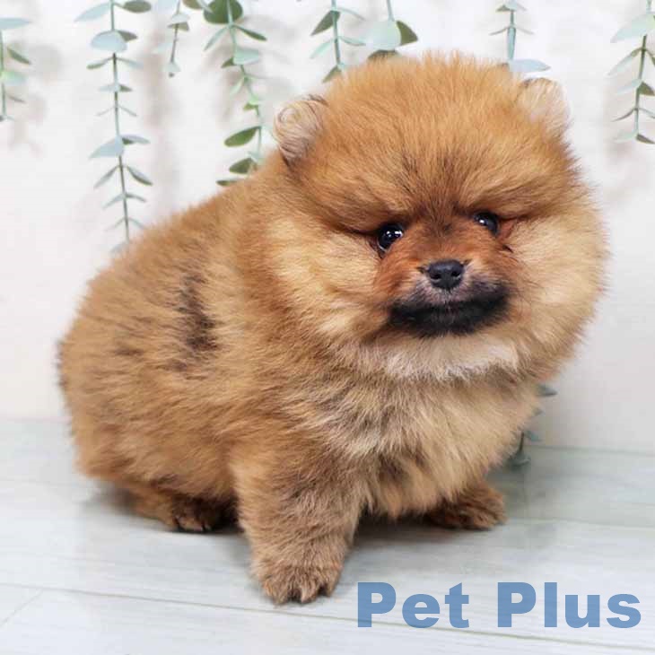 ポメラニアンの写真2