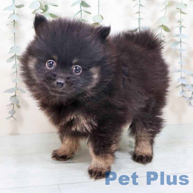 ポメラニアンの写真2