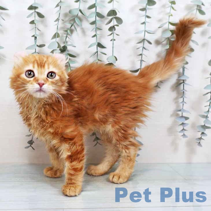 アメリカンカール