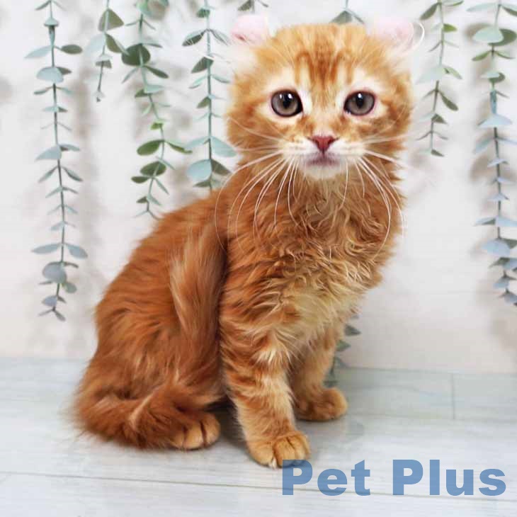 アメリカンカール