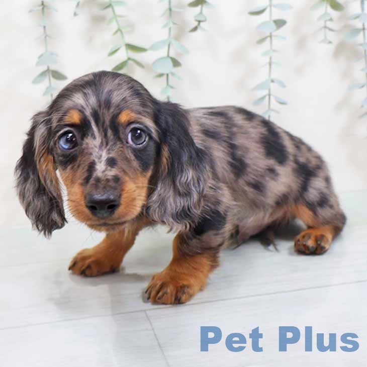 ミニチュア・ダックスフンド