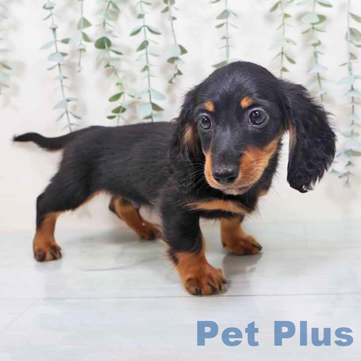 新潟県のミニチュアダックスフンド(ロング) (ペットプラス 新潟南店/2025年10月9日生まれ/男の子/ブラックタン)の子犬の2枚目の画像