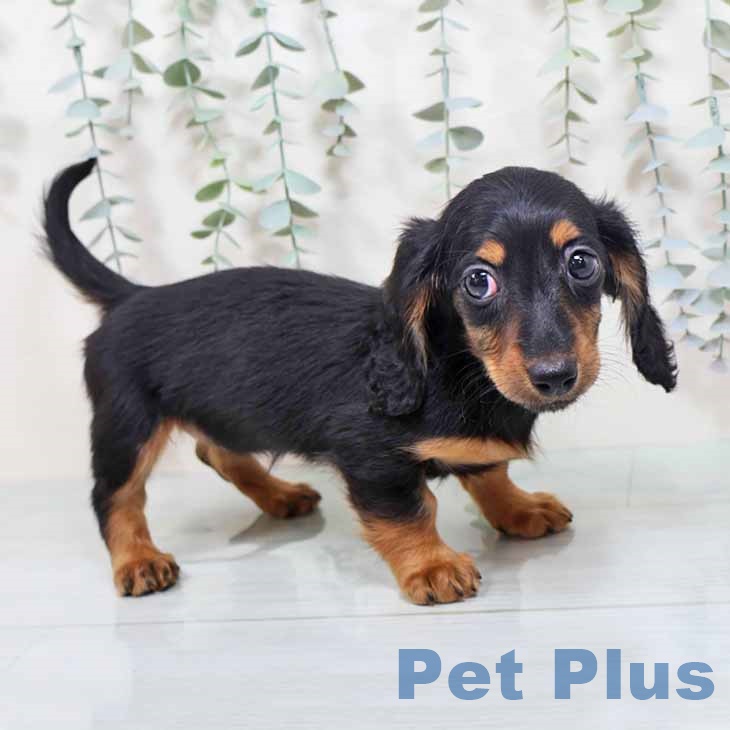 ミニチュア・ダックスフンド