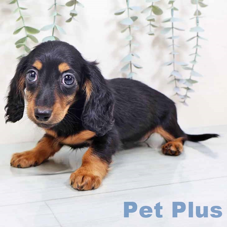 ミニチュア・ダックスフンド