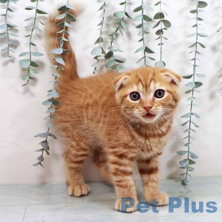 大阪府のスコティッシュフォールド (ペットプラス イオン大日店/2025年10月2日生まれ/男の子/レッドタビー)の子猫の2枚目の画像