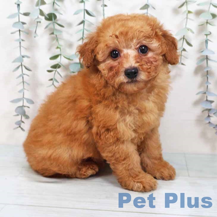 京都府のトイプードル(トイ) (ペットプラス 醍醐店/2025年10月2日生まれ/女の子/アプリコット)の子犬の1枚目の画像