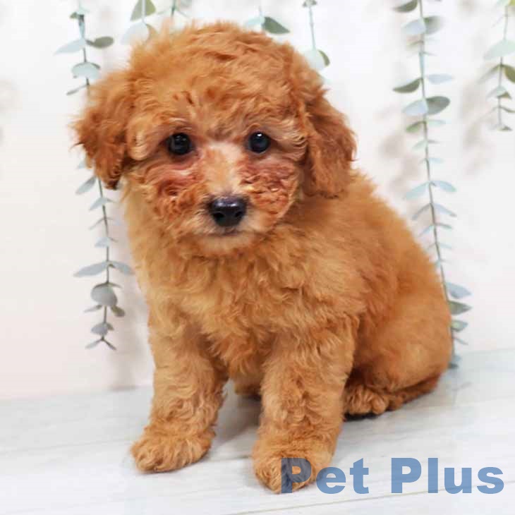 京都府のトイプードル(トイ) (ペットプラス 醍醐店/2025年10月2日生まれ/女の子/アプリコット)の子犬の2枚目の画像