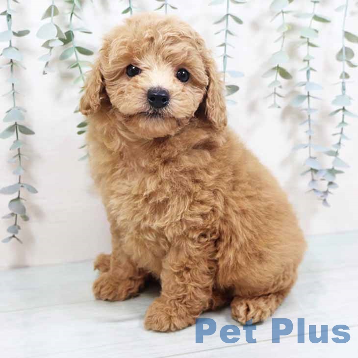 兵庫県のトイプードル(トイ) (ペットプラス 姫路大津店/2025年10月2日生まれ/女の子/クリーム)の子犬の1枚目の画像