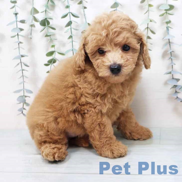 兵庫県のトイプードル(トイ) (ペットプラス 姫路大津店/2025年10月2日生まれ/女の子/クリーム)の子犬の2枚目の画像