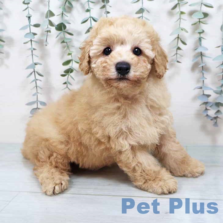 トイ・プードル