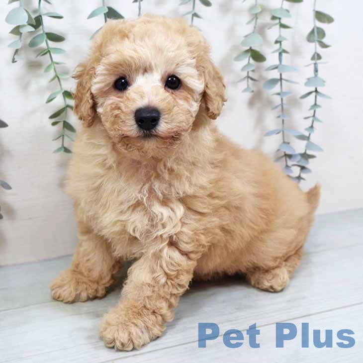 トイ・プードル