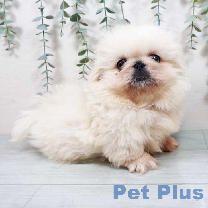 大阪府のペキニーズ (ペットプラス 鶴見店/2025年10月9日生まれ/男の子/クリーム)の子犬の1枚目の画像