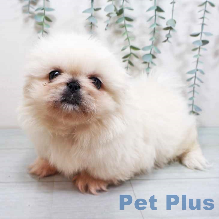 大阪府のペキニーズ (ペットプラス 鶴見店/2025年10月9日生まれ/男の子/クリーム)の子犬の2枚目の画像