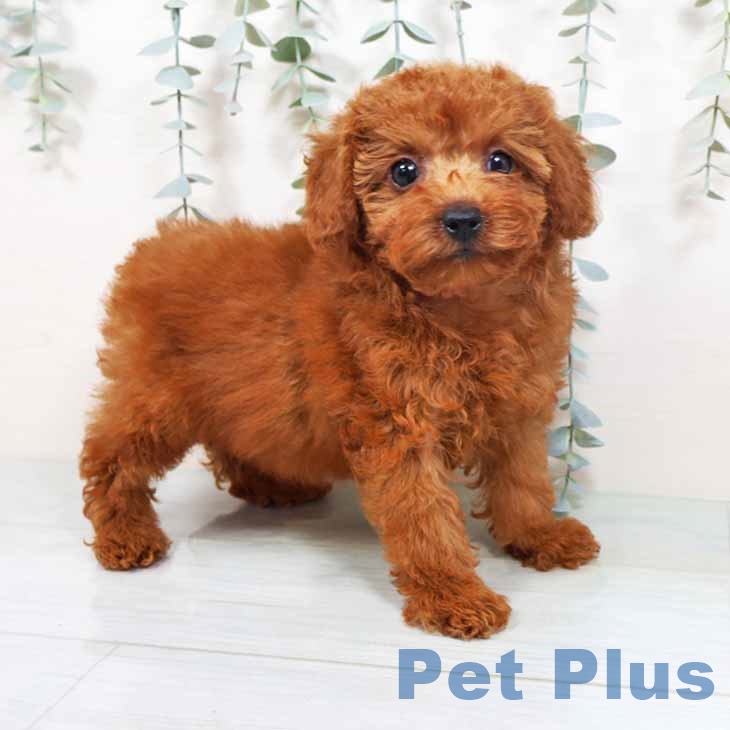和歌山県のトイプードル(トイ) (ペットプラス 和歌山店/2025年10月13日生まれ/女の子/レッド)の子犬の1枚目の画像