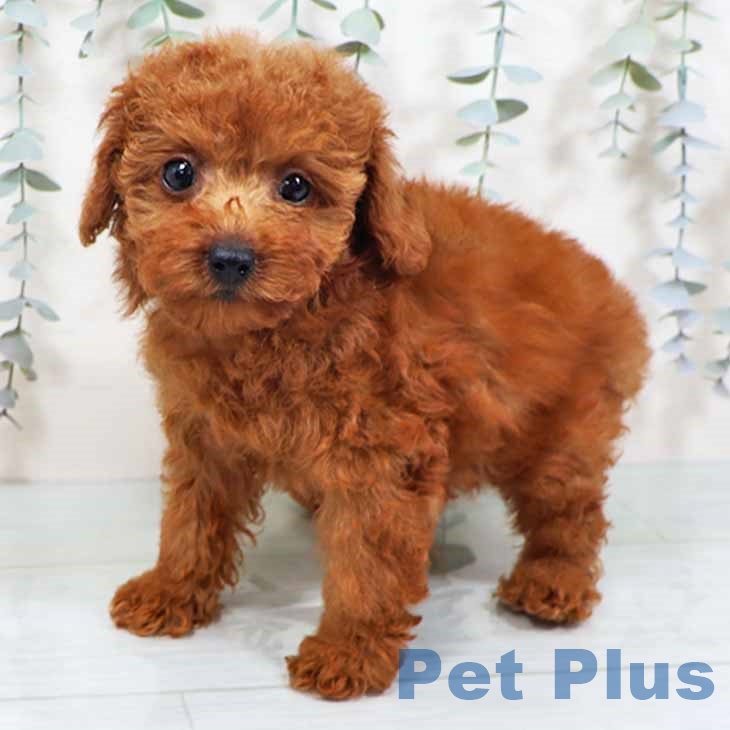 和歌山県のトイプードル(トイ) (ペットプラス 和歌山店/2025年10月13日生まれ/女の子/レッド)の子犬の2枚目の画像