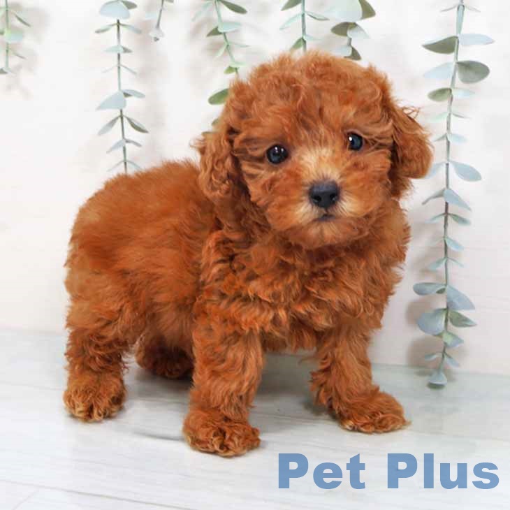 大阪府のトイプードル(トイ) (ペットプラス りんくう泉南店/2025年10月13日生まれ/女の子/レッド)の子犬の1枚目の画像