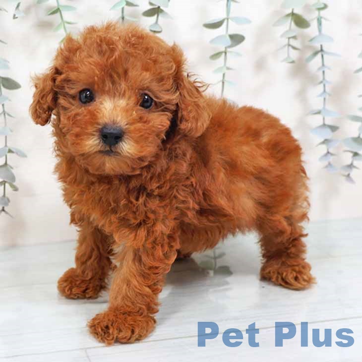 大阪府のトイプードル(トイ) (ペットプラス りんくう泉南店/2025年10月13日生まれ/女の子/レッド)の子犬の2枚目の画像