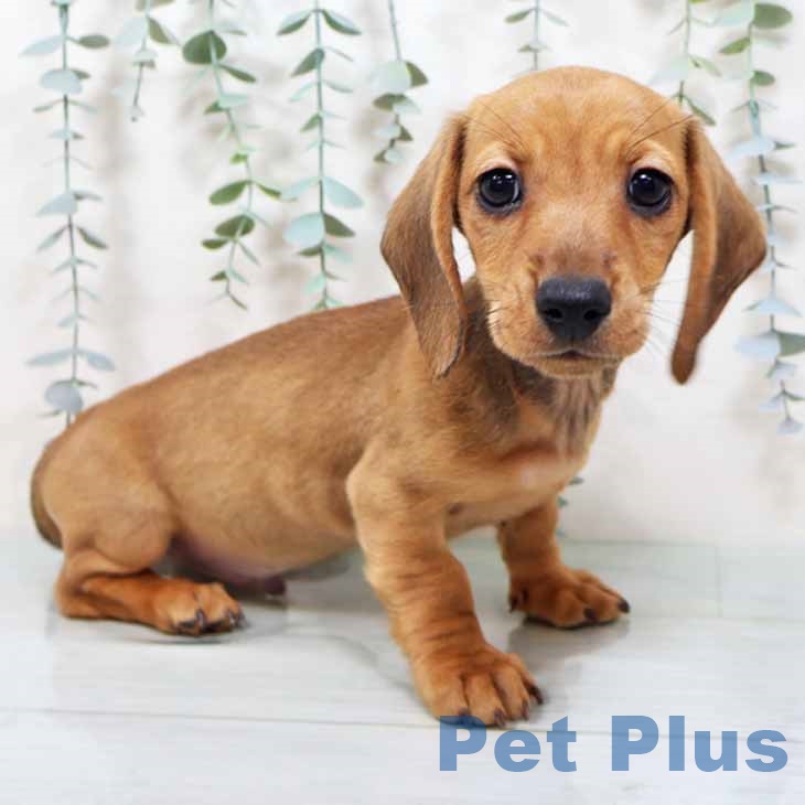 兵庫県のミニチュアダックスフンド(ロング) (ペットプラス 姫路大津店/2025年10月11日生まれ/男の子/シェーデットレッド)の子犬の1枚目の画像