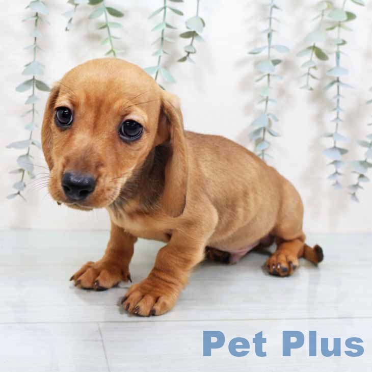兵庫県のミニチュアダックスフンド(ロング) (ペットプラス 姫路大津店/2025年10月11日生まれ/男の子/シェーデットレッド)の子犬の2枚目の画像