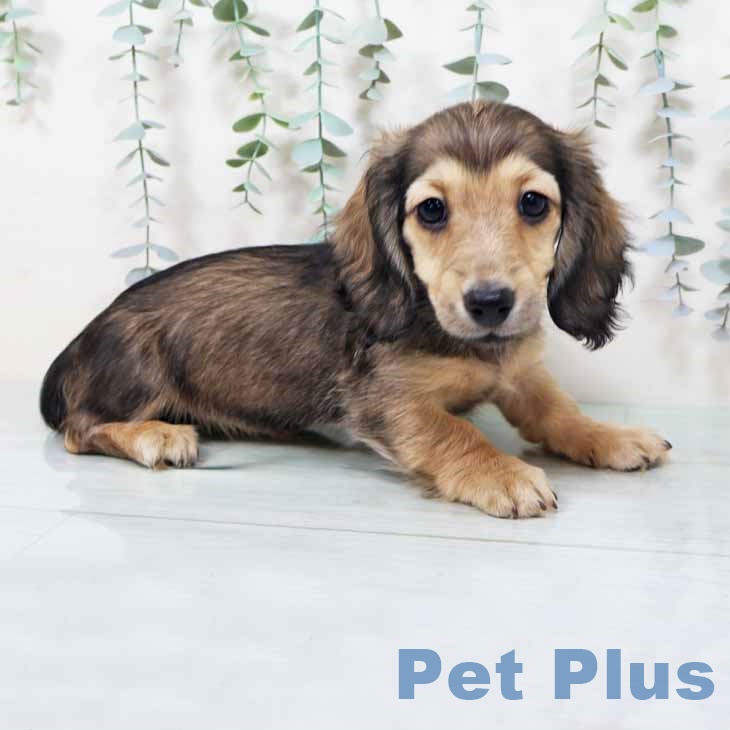 大阪府のミニチュアダックスフンド(ロング) (ペットプラス 大阪ドームシティ店/2025年10月11日生まれ/女の子/シェーデットイエロー)の子犬の1枚目の画像