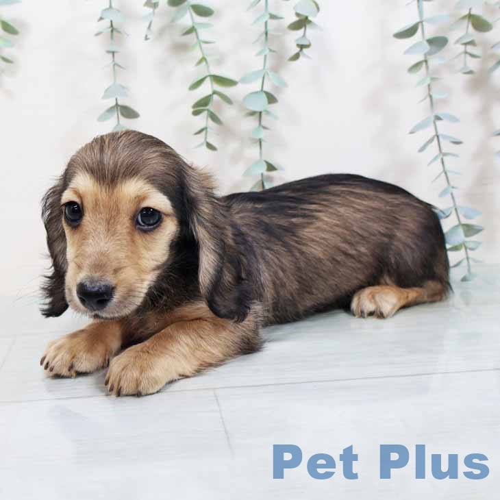 大阪府のミニチュアダックスフンド(ロング) (ペットプラス 大阪ドームシティ店/2025年10月11日生まれ/女の子/シェーデットイエロー)の子犬の2枚目の画像