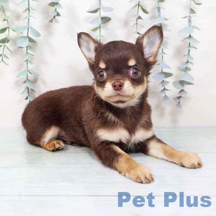 大阪府のチワワ(ロング) (ペットプラス イオン大日店/2025年10月10日生まれ/男の子/チョコレートタン)の子犬の1枚目の画像