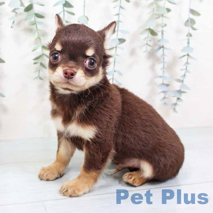 大阪府のチワワ(ロング) (ペットプラス イオン大日店/2025年10月10日生まれ/男の子/チョコレートタン)の子犬の2枚目の画像