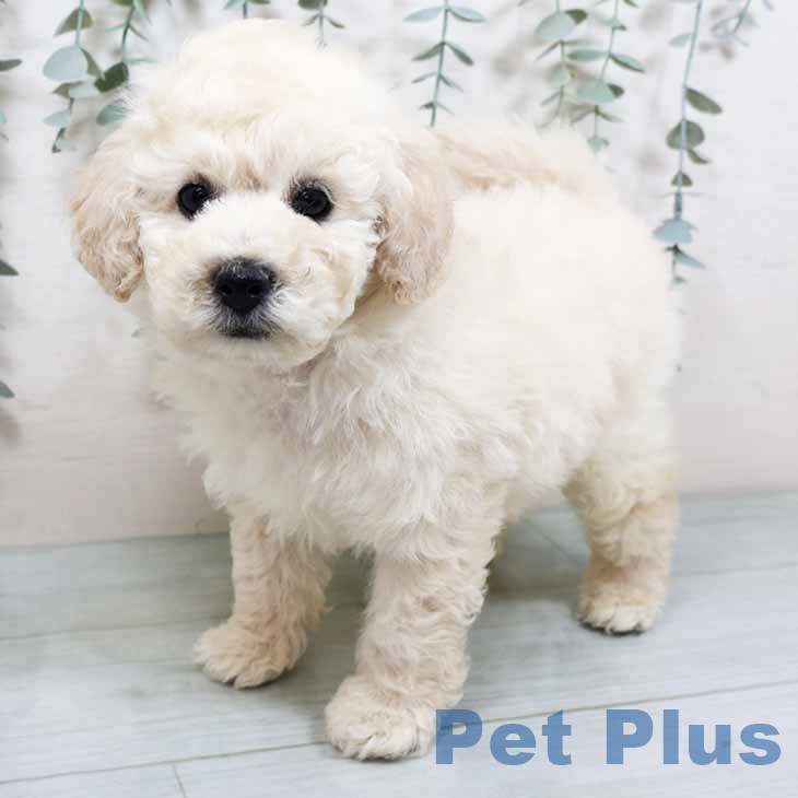 大阪府のトイプードル(トイ) (ペットプラス 堺鉄砲町店/2025年10月13日生まれ/男の子/クリーム)の子犬の1枚目の画像