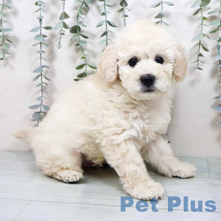 大阪府のトイプードル(トイ) (ペットプラス 堺鉄砲町店/2025年10月13日生まれ/男の子/クリーム)の子犬の2枚目の画像