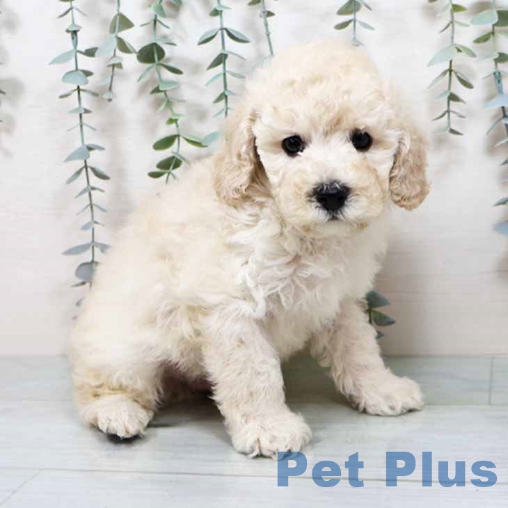 大阪府のトイプードル(トイ) (ペットプラス りんくう泉南店/2025年10月13日生まれ/男の子/クリーム)の子犬