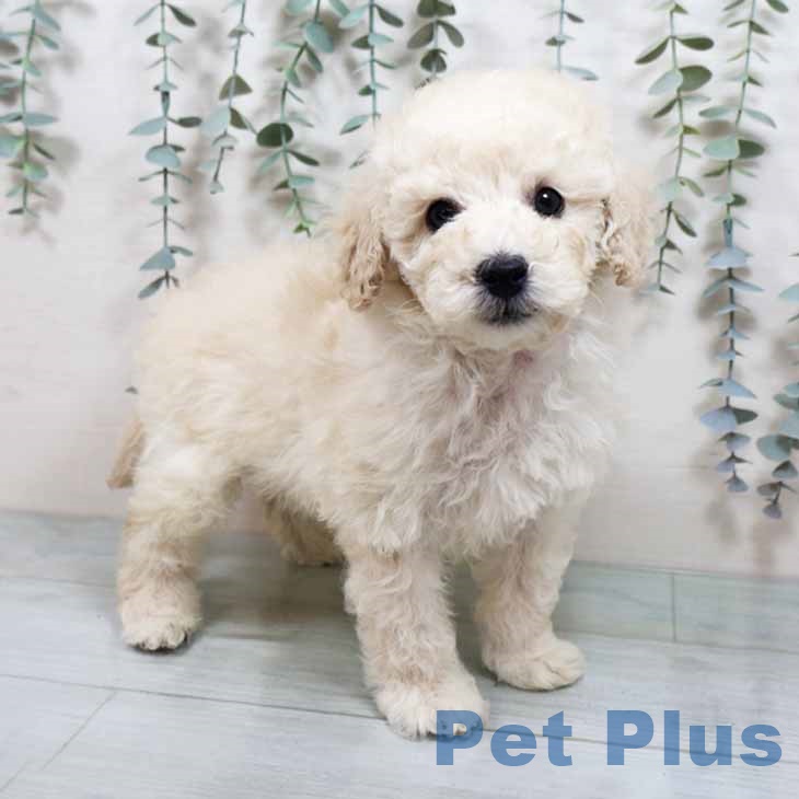 トイ・プードル