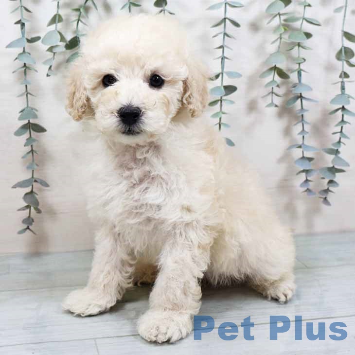 トイ・プードル