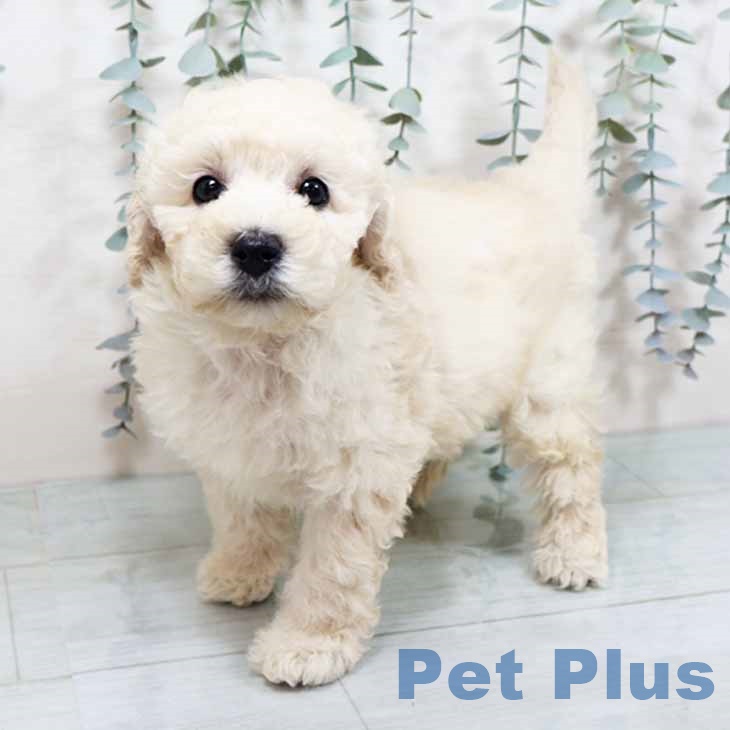 兵庫県のトイプードル(トイ) (ペットプラス 姫路大津店/2025年10月13日生まれ/女の子/クリーム)の子犬の1枚目の画像