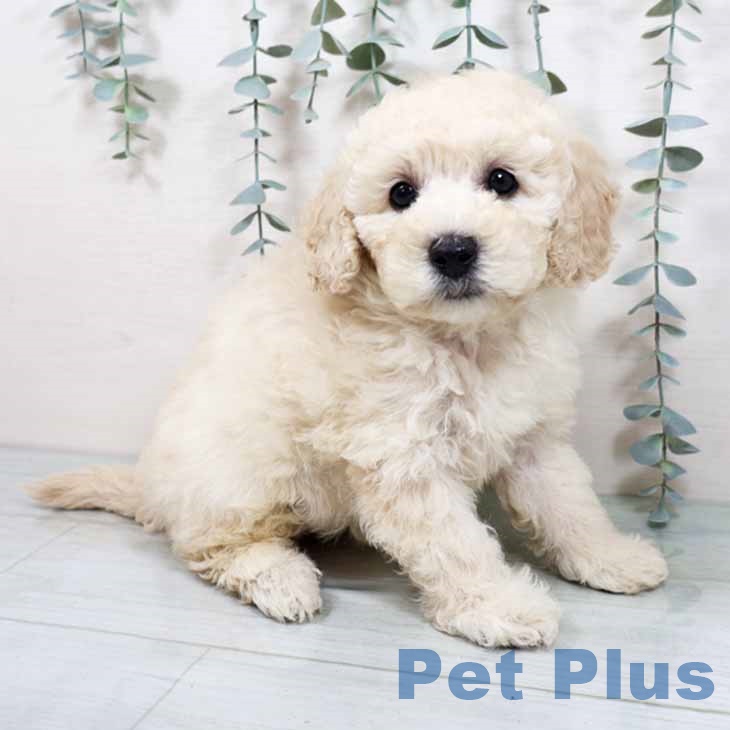 兵庫県のトイプードル(トイ) (ペットプラス 姫路大津店/2025年10月13日生まれ/女の子/クリーム)の子犬の2枚目の画像