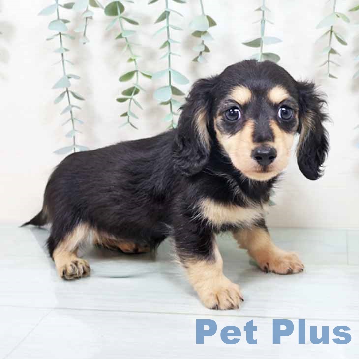 大阪府のカニンヘンダックスフンド(ロング) (ペットプラス 四條畷店/2025年10月7日生まれ/女の子/ブラックイエロー)の子犬の1枚目の画像