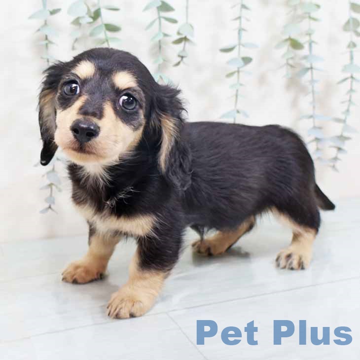 大阪府のカニンヘンダックスフンド(ロング) (ペットプラス 四條畷店/2025年10月7日生まれ/女の子/ブラックイエロー)の子犬の2枚目の画像