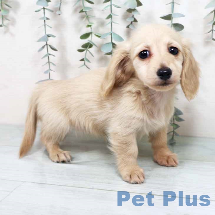 京都府のカニンヘンダックスフンド(ロング) (ペットプラス 京都桂川店/2025年10月7日生まれ/女の子/イエロー)の子犬